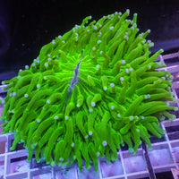 WYSIWYG Neon Green Long Tentacle Heliofungia Plate (4-5”)