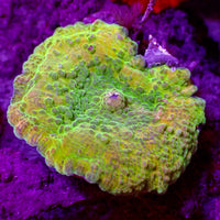 WYSIWYG Lemon Lime Drop Discosoma Mushroom