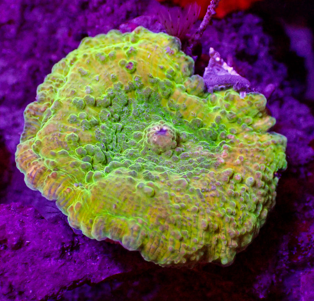 WYSIWYG Lemon Lime Drop Discosoma Mushroom