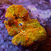 Sunset Sour Discosoma Mushroom
