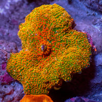 Sunset Sour Discosoma Mushroom
