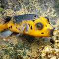 Yellow Belly Dogface Pufferfish (6-7