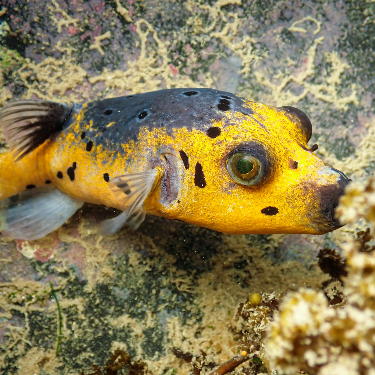 Yellow Belly Dogface Pufferfish (6-7") - Corals Anonymous
