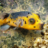 Yellow Belly Dogface Pufferfish (6-7")
