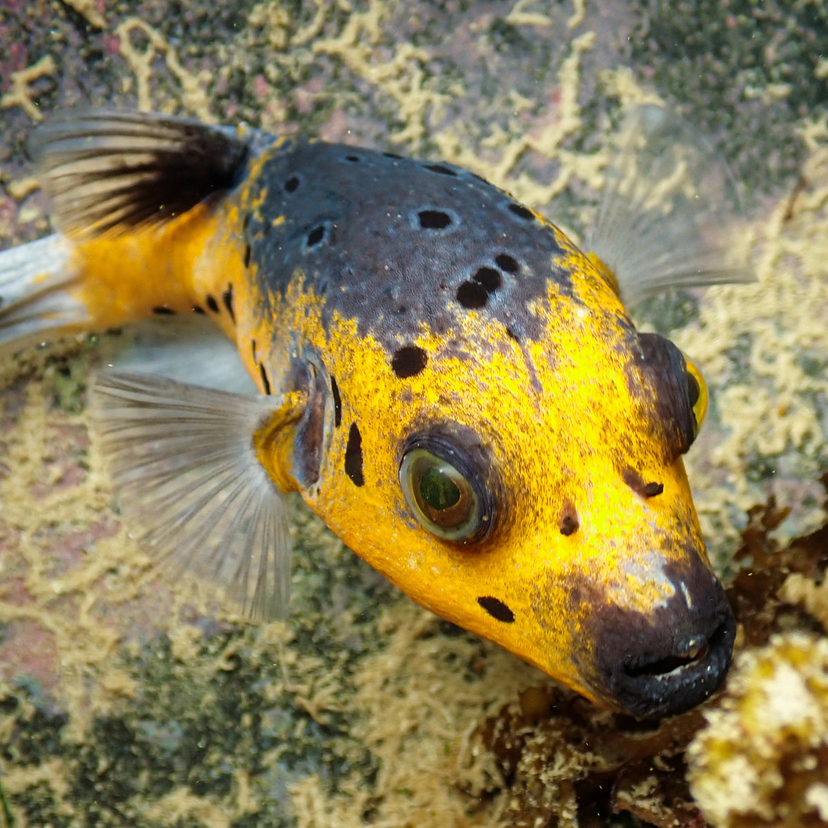 Yellow Belly Dogface Pufferfish (6-7") - Corals Anonymous