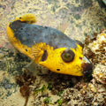 Yellow Belly Dogface Pufferfish (6-7