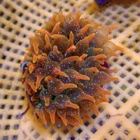 WYSIWYG Orange Burst Bubble Tip Anemone (3-5")