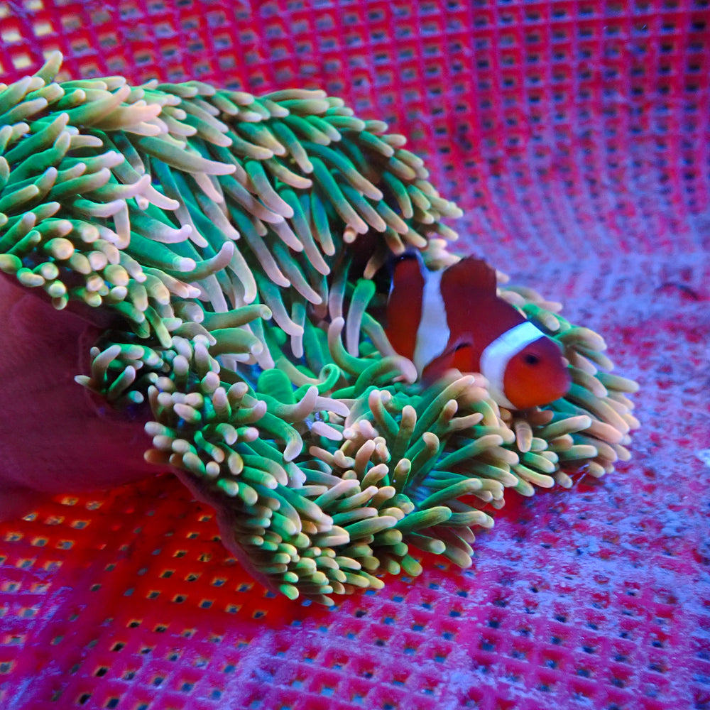 WYSIWYG Watermelon Drip Bubble Tip Anemone (5-6