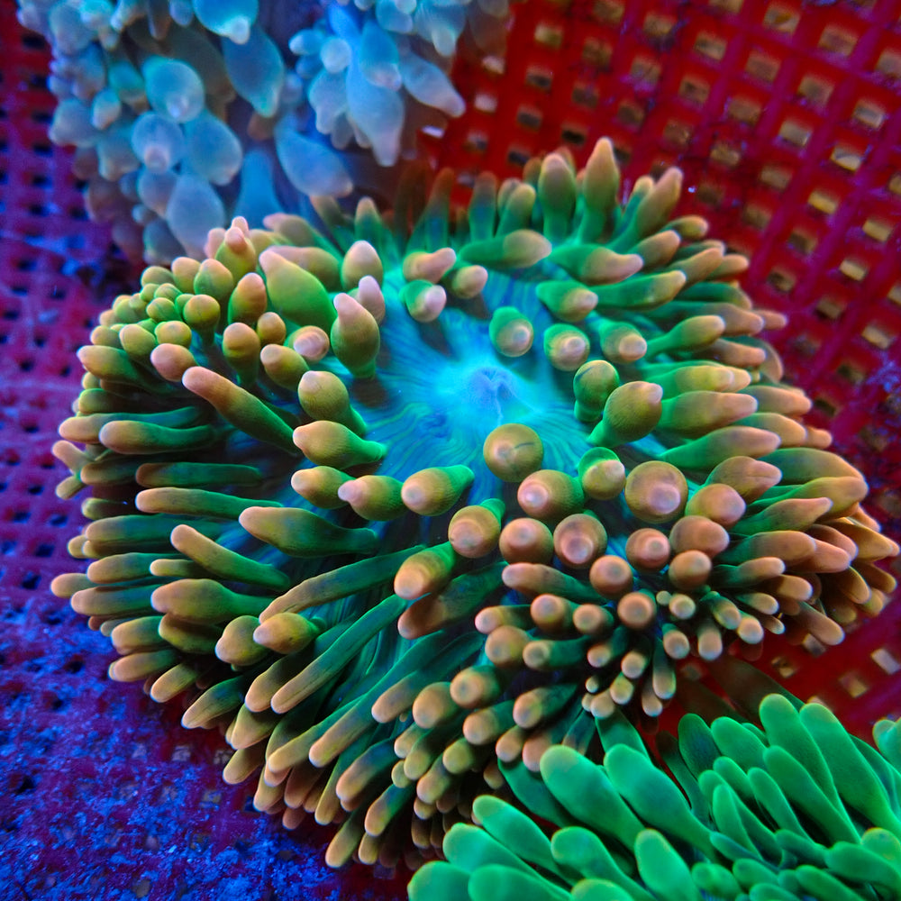 WYSIWYG Tropic Bomb Bubble Tip Anemone (3-5