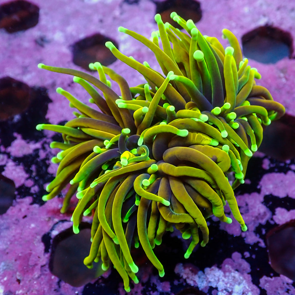 WYSIWYG Inferno Hellfire Torch Colony (3 Polyps)