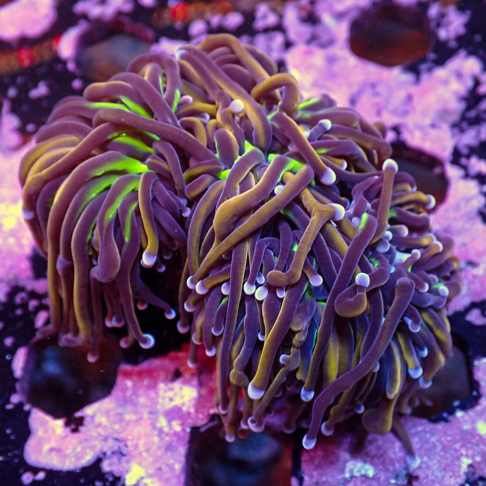 WYSIWYG NY Knicks Torch Colony (4 Polyps)