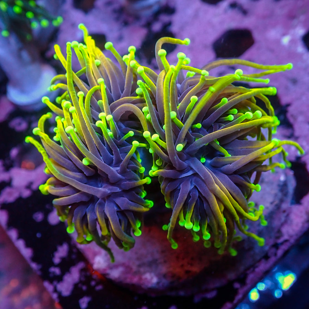 WYSIWYG Inferno Hellfire Torch Colony (3 Polyps)
