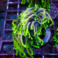 WYSIWYG Dragon Soul Torch (1 Polyp)