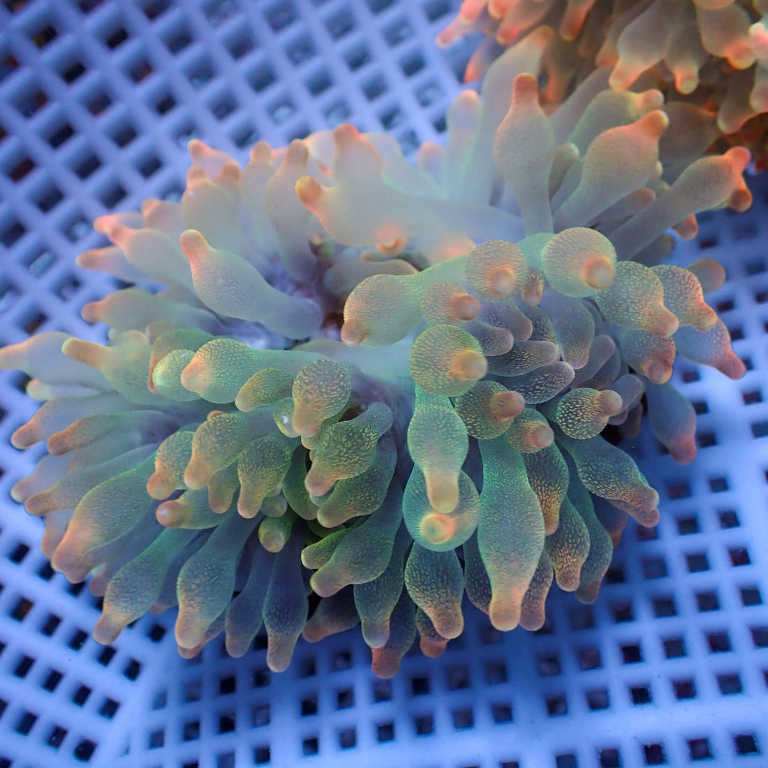 Peach Glow Bubble Tip Anemone - Corals Anonymous