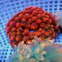 WYSIWYG CA Red Devil Bubble Tip Anemone (1-3")