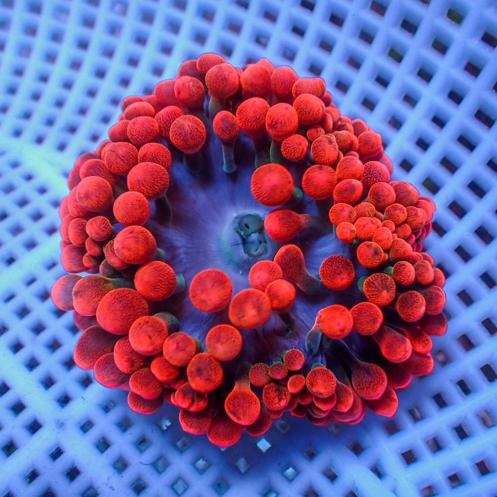 WYSIWYG CA Red Devil Bubble Tip Anemone (1-3