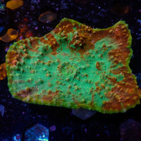 WYSIWYG Ultra Bright Orange Crush Chalice Colony (3-4")