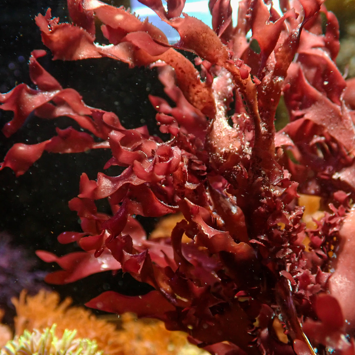 Ruby Ribbon Macroalgae - Corals Anonymous