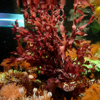 Ruby Ribbon Macroalgae