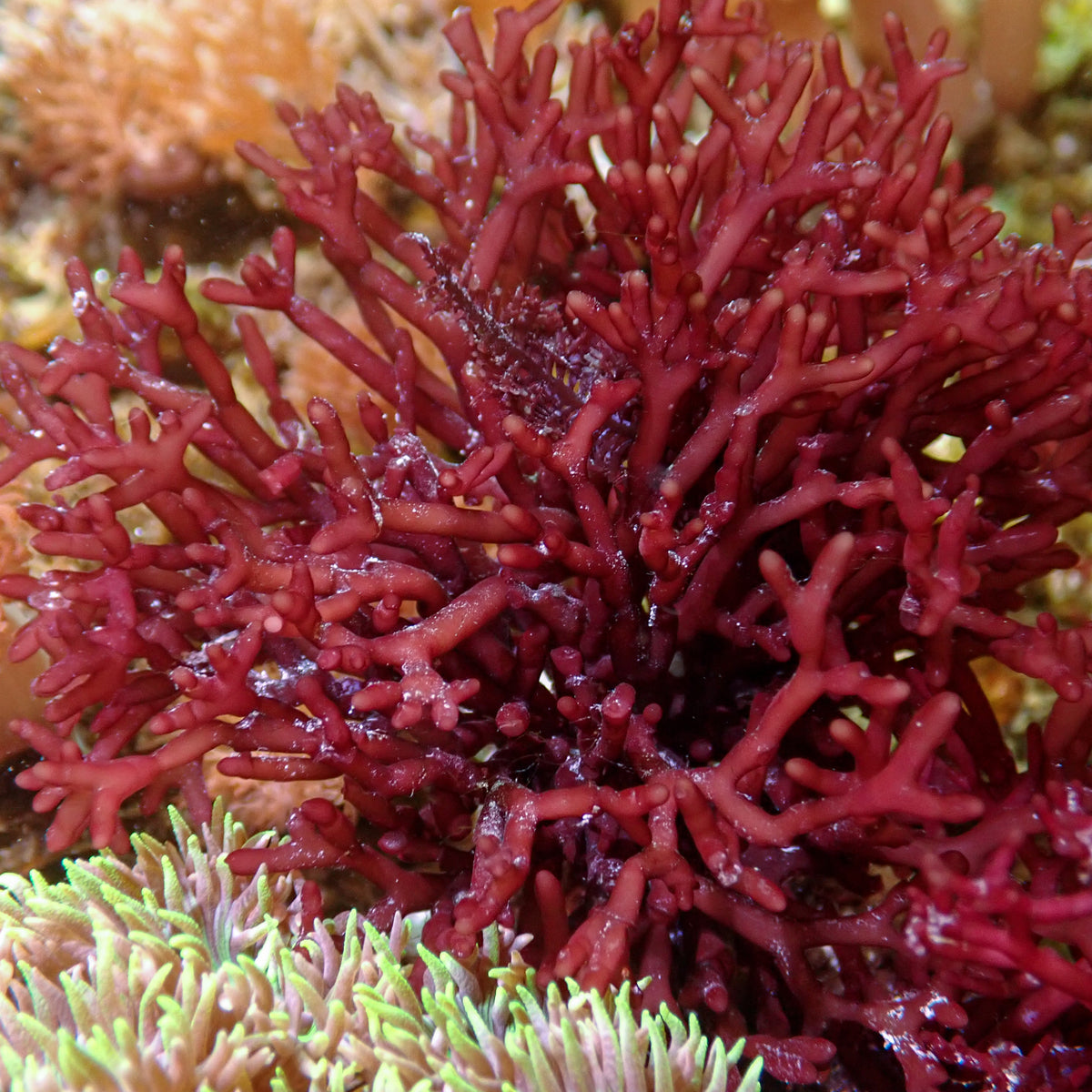 Tidefire Macroalgae (Rare) - Corals Anonymous