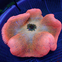 WYSIWYG Large Ultra Pink Rainbow Carpet Anemone (7-9")