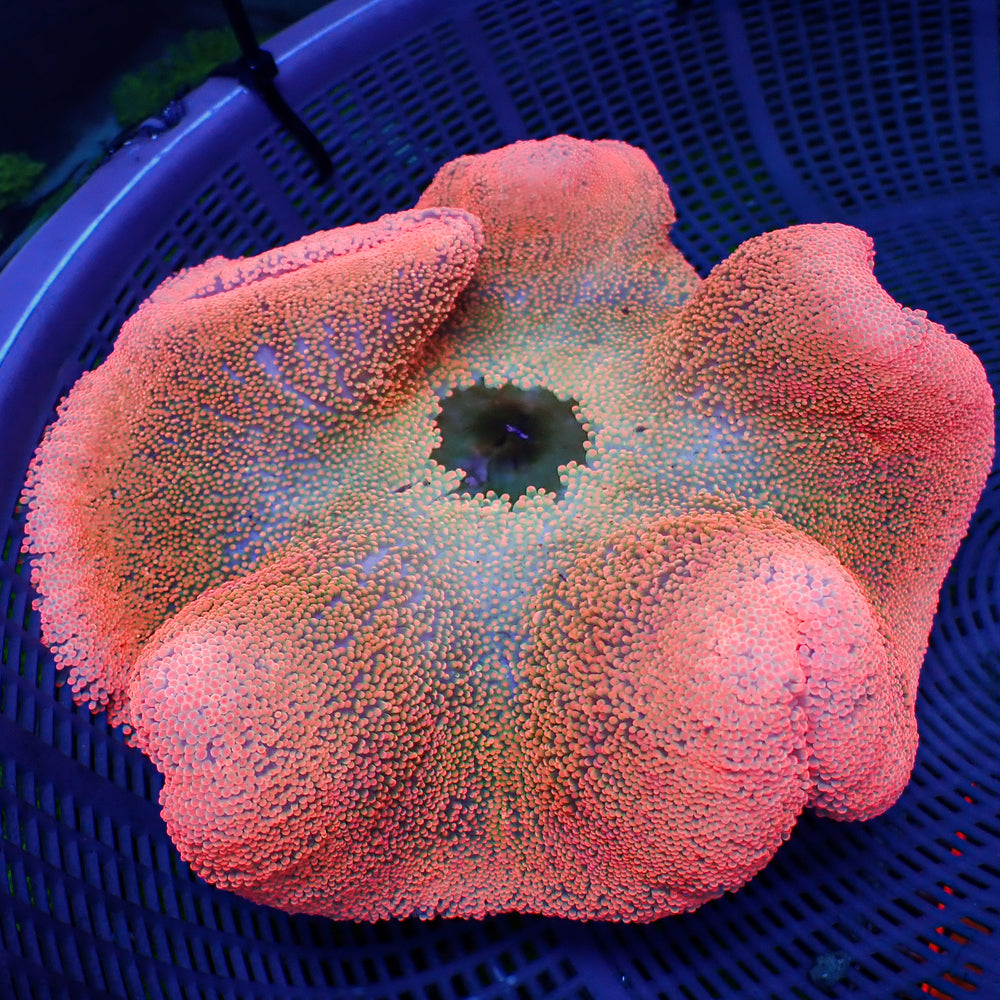 WYSIWYG Large Ultra Pink Rainbow Carpet Anemone (7-9