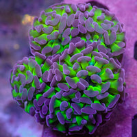 WYSIWYG Purple Tip Hammer Colony (4 Polyps)