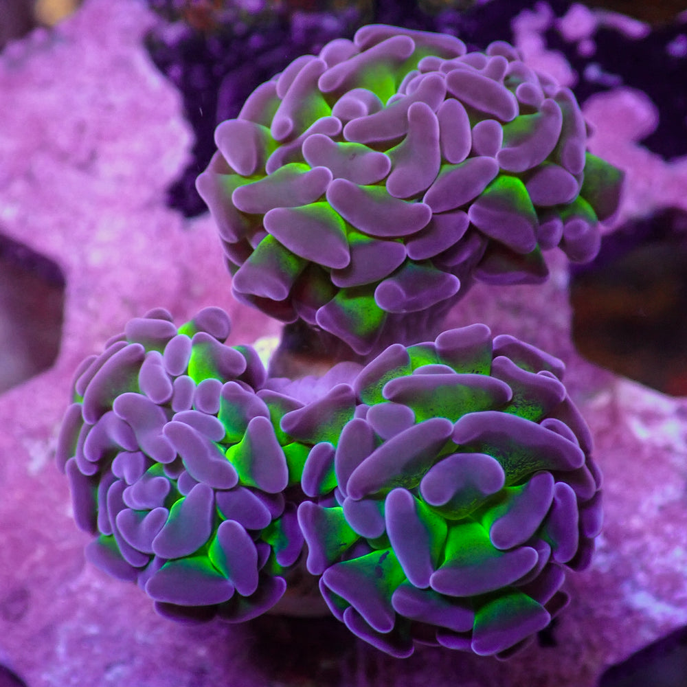 WYSIWYG Purple Tip Hammer Colony (3 Polyps)