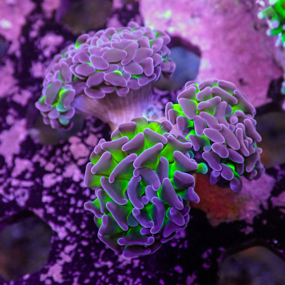 WYSIWYG Purple Tip Hammer Colony (3 Polyps)