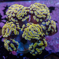 WYSIWYG Gold Sky Branching Hammer Colony (6 Polyps)