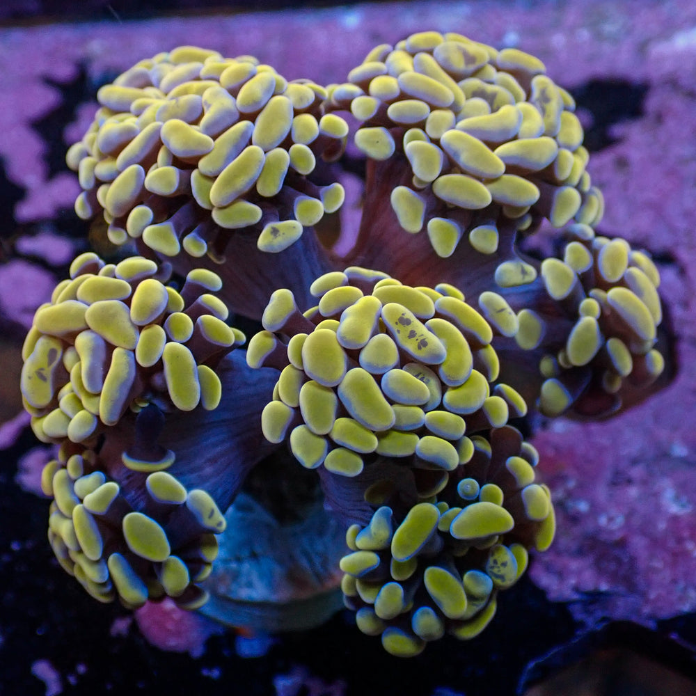 WYSIWYG Gold Sky Branching Hammer Colony (6 Polyps)