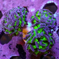 WYSIWYG Purple Tip Hammer Colony (3 Polyps)