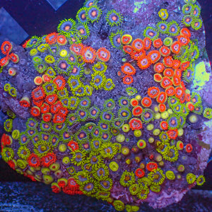 WYSIWYG Ultra Solomon Islands Rainbow Zoa Combo Colony (150+ polyps) (W139)