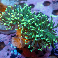 WYSIWYG Indo Green Tip Teal Torch Colony (2 Polyps)