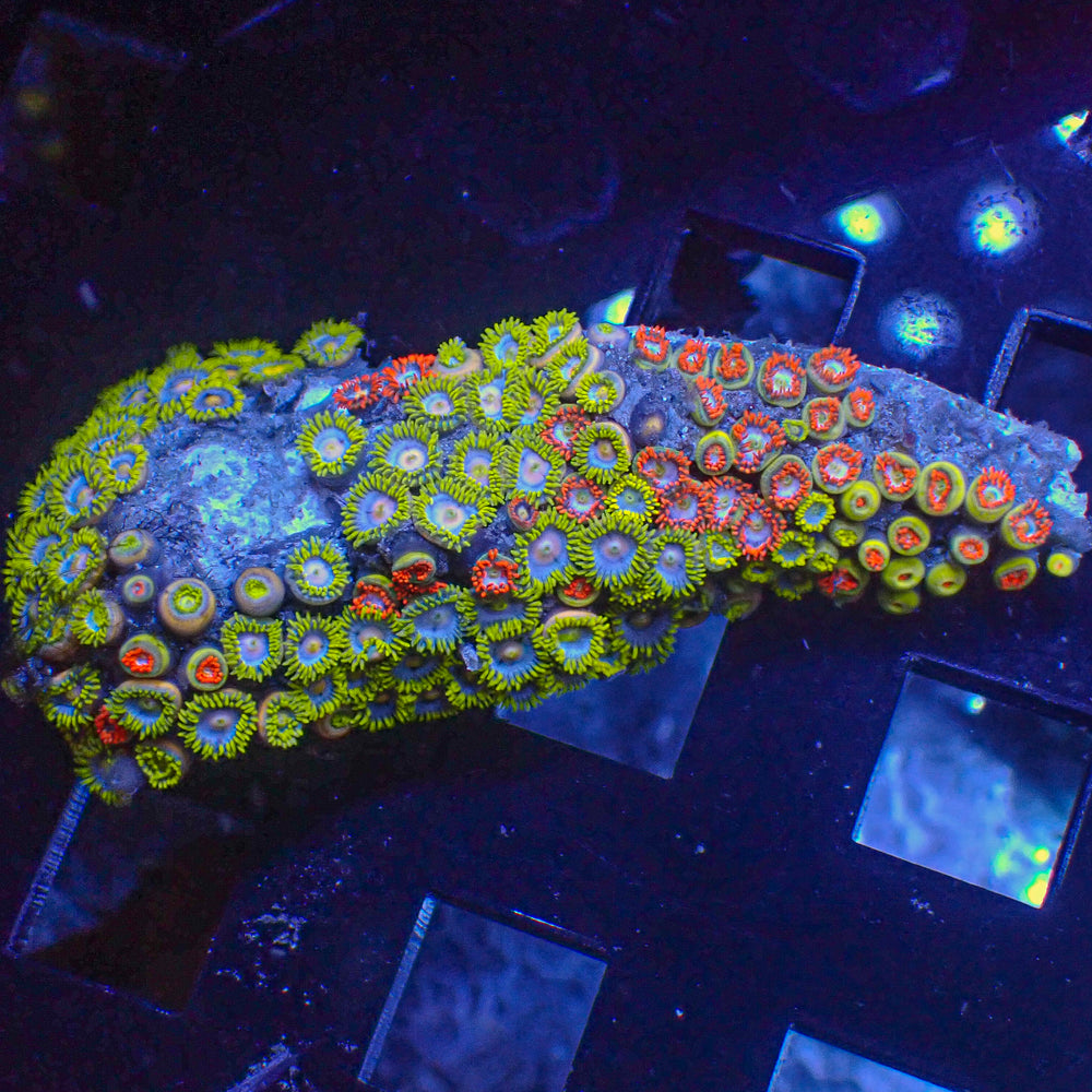 WYSIWYG Ultra Chirp Chirp + Sunny Moon Zoa Combo Colony (100+ polyps) (W140)