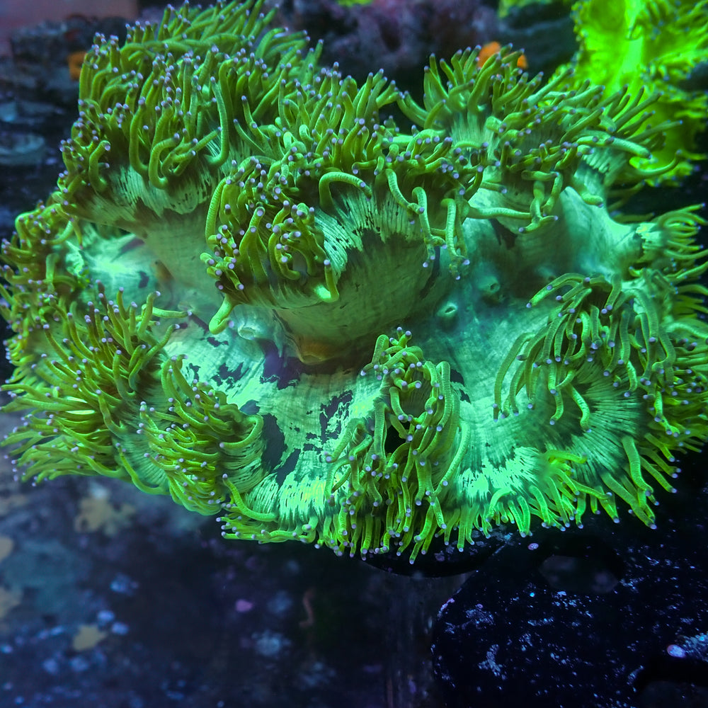 WYSIWYG Blue Tip Elegance Colony (7-8