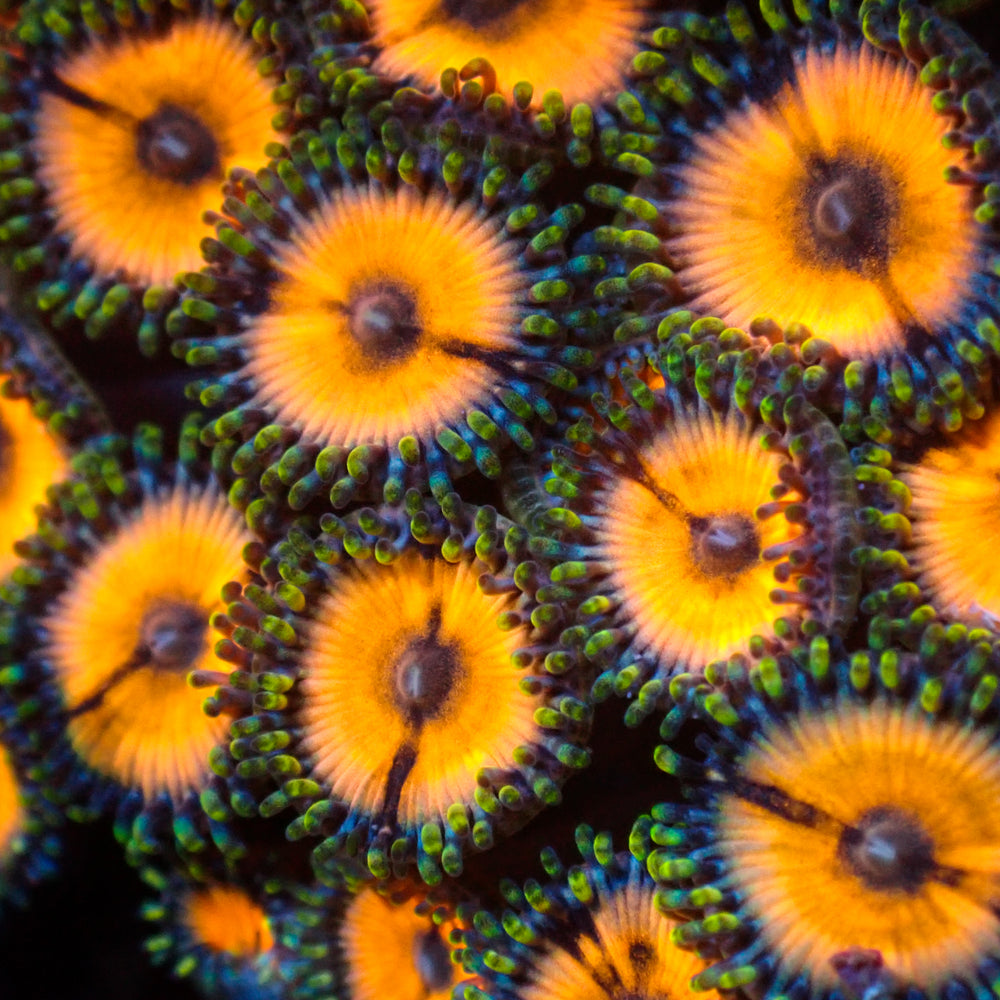 Orange Julius Zoa (3-5 Polyps)