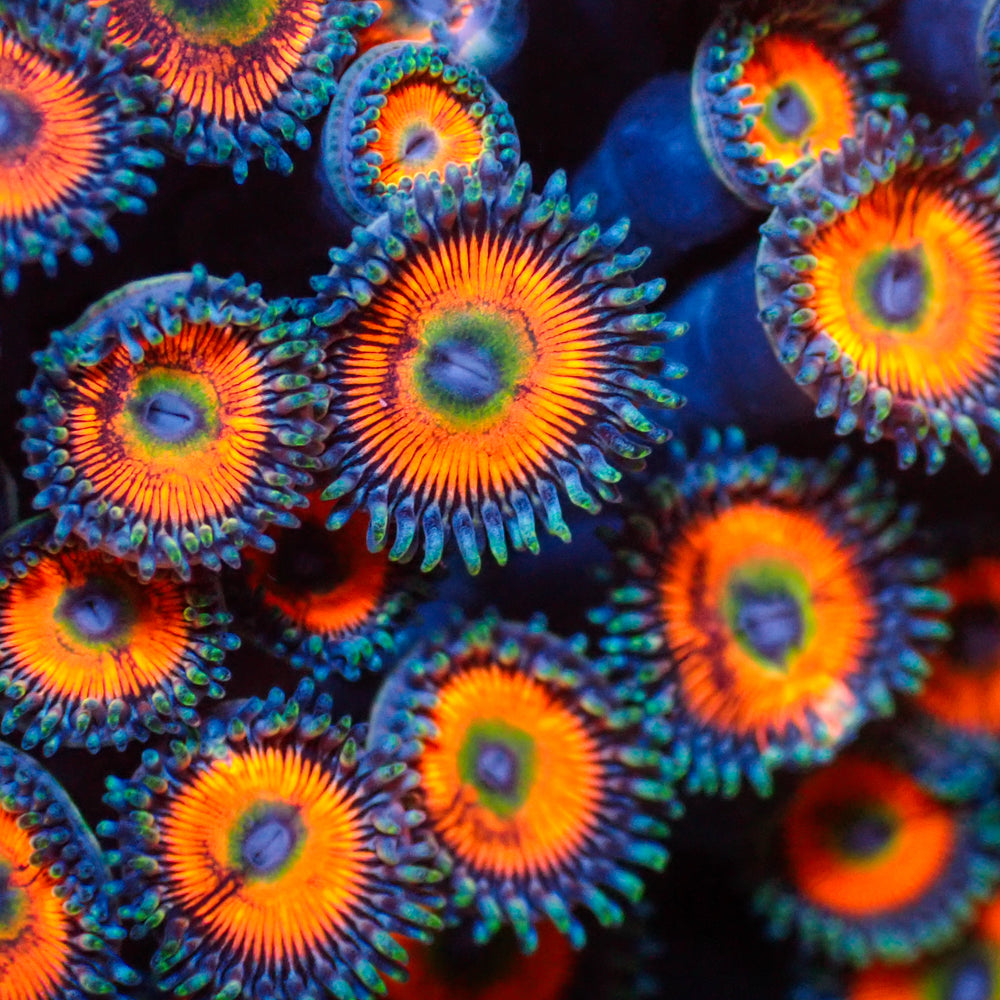 Sunny D Zoa (2-3 polyps)