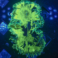 WYSIWYG Blue Tip Lime Elegance Colony (3-4") (W8)