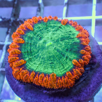 WYSIWYG XL Aqua Flame Blastomussa (1-2")