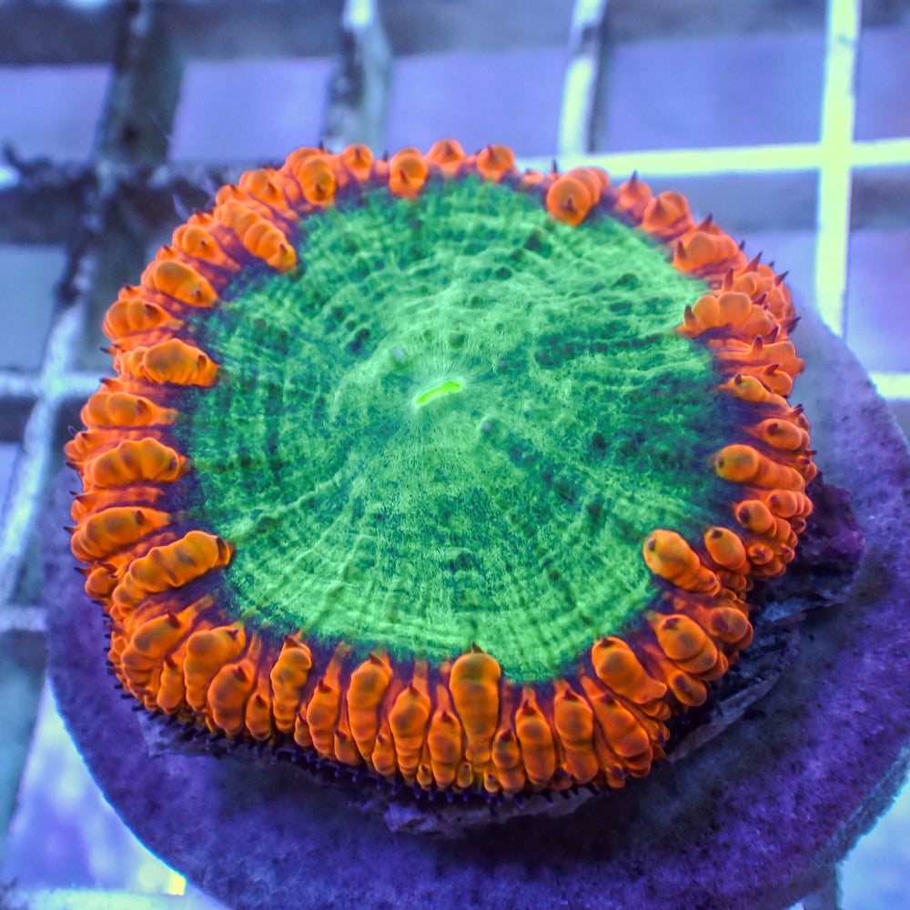 WYSIWYG XL Aqua Flame Blastomussa (1-2