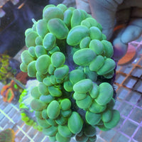 WYSIWYG Teal Green Bubble Coral (3-4")