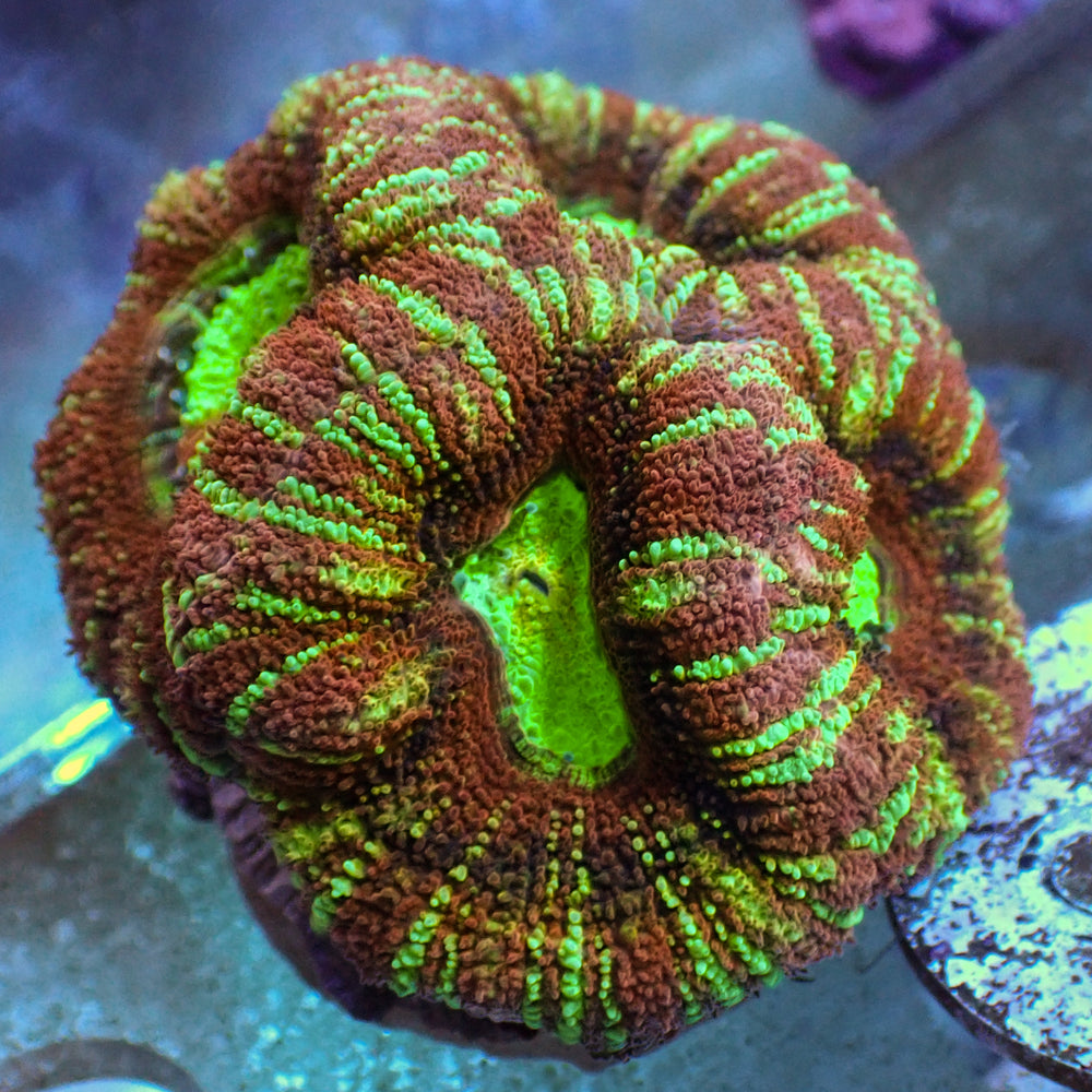 WYSIWYG Ultra Rainbow Carnival Cotton Candy Acan Colony (5+ Polyps)