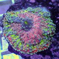 WYSIWYG Ultra Rainbow Pink Carnage Yuma Mushroom (Large, 1-2")