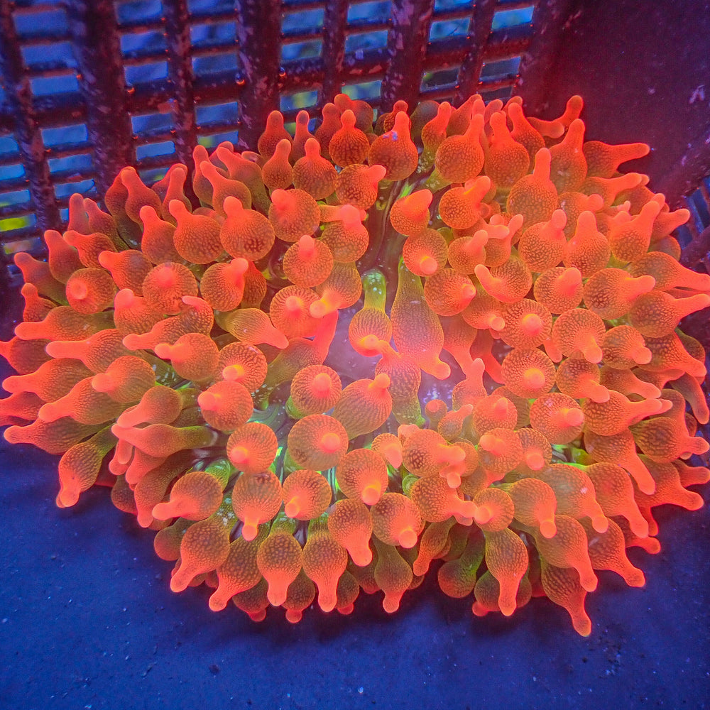 WYSIWYG Ultra Solar Flare Rainbow Bubble Tip Anemone (3-4