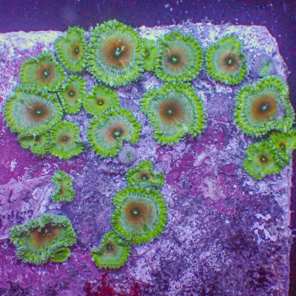 WYSIWYG Rainbow Zoa Colony (24+ polyps) (W110)