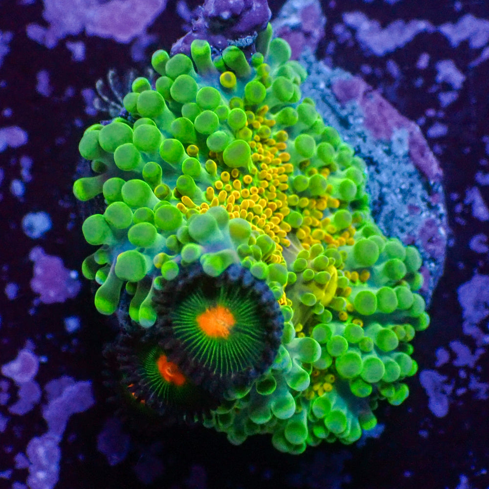 WYSIWYG Kiwi Sunrise Yuma Mushroom w/ Zoas
