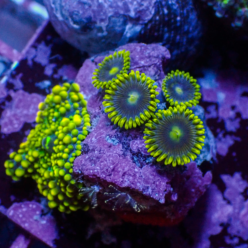 WYSIWYG Indo Electric Blue Yuma Mushroom w/ Zoas