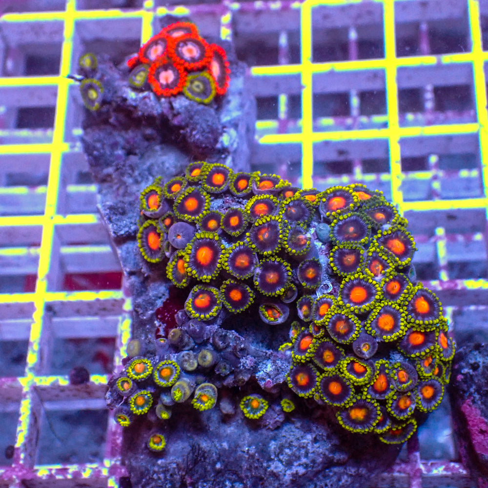 WYSIWYG Rainbow Zoa Combo Colony