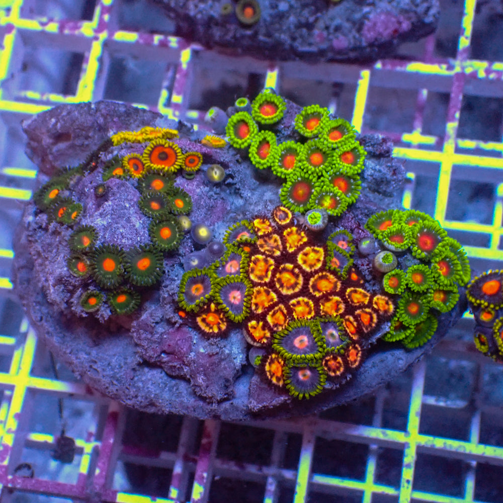 WYSIWYG Rainbow Zoa Combo Colony